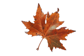 Orange maple leaf on a white background