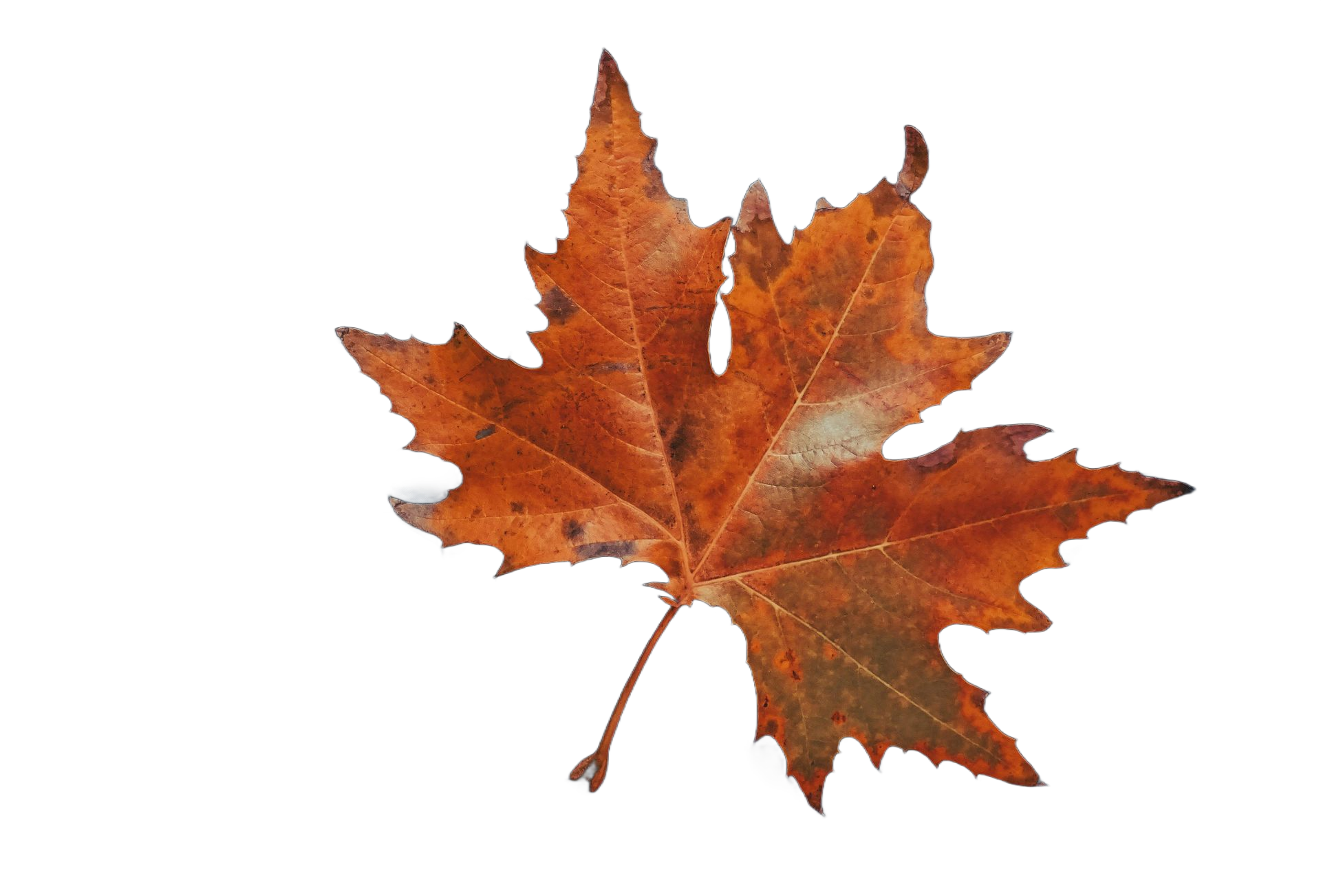 Orange maple leaf on a white background