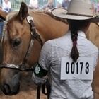 Person in white shirt and cowboy hat stands beside a brown horse wearing number 00173.