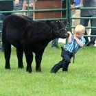 Black cow beside a blond child leaning back on grass near a fence