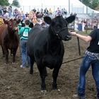 Black cattle at a livestock show, with a handler leading one in a muddy ring