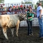 Two people standing beside a cow in a muddy livestock show ring with spectators behind them
