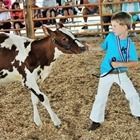 Child leading a brown-and-white calf in a barn arena