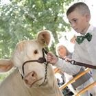Boy in a bow tie petting a cow at an outdoor event
