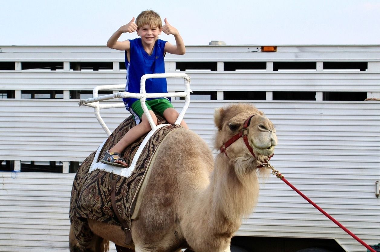 Child riding a camel at an outdoor event, wearing a blue shirt and green shorts while holding a metal frame