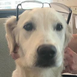 Golden retriever wearing glasses perched on its head, looking directly at the camera.
