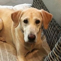 Yellow Labrador retriever dog resting indoors.
