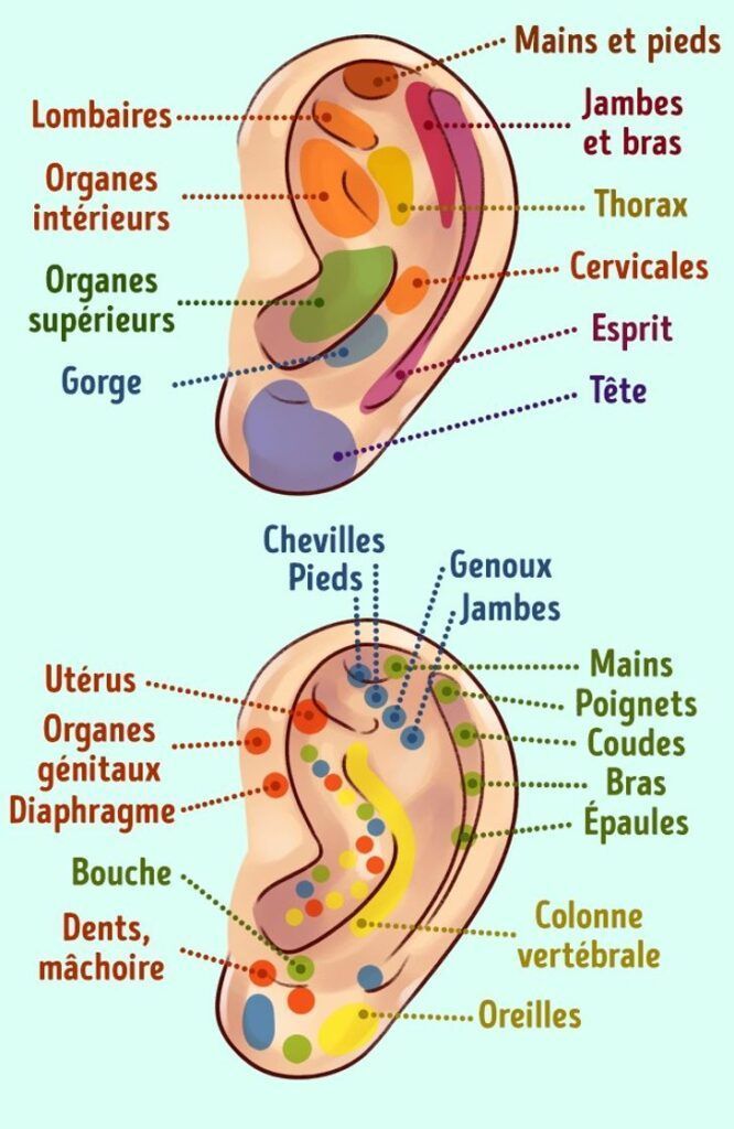 Un schéma de l'oreille d'une personne en français