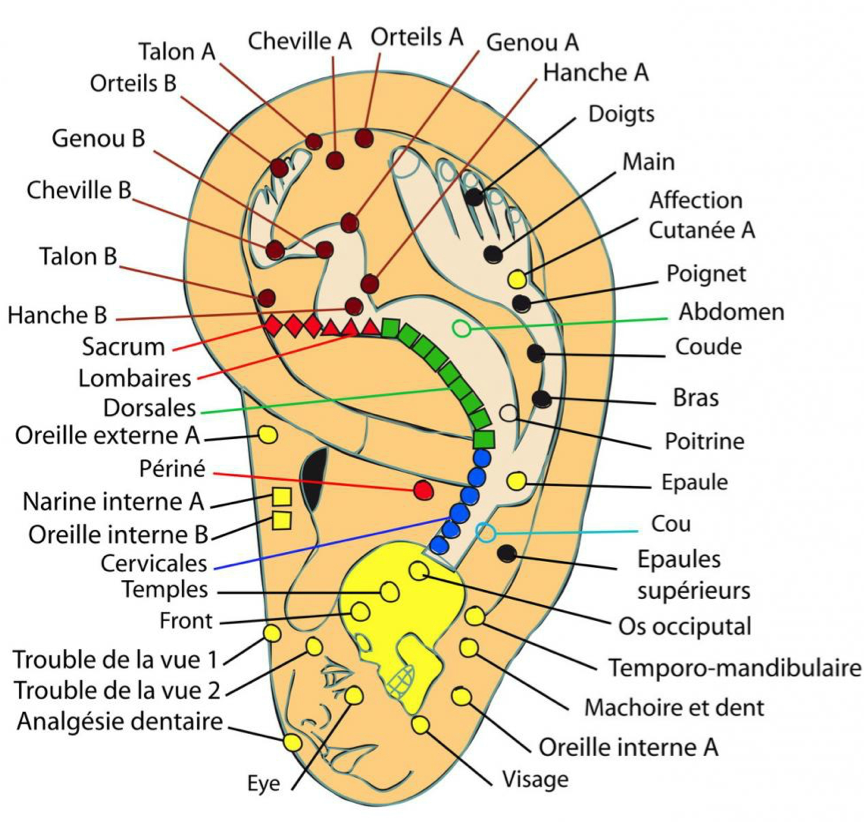 Un schéma de l'oreille d'une personne en français