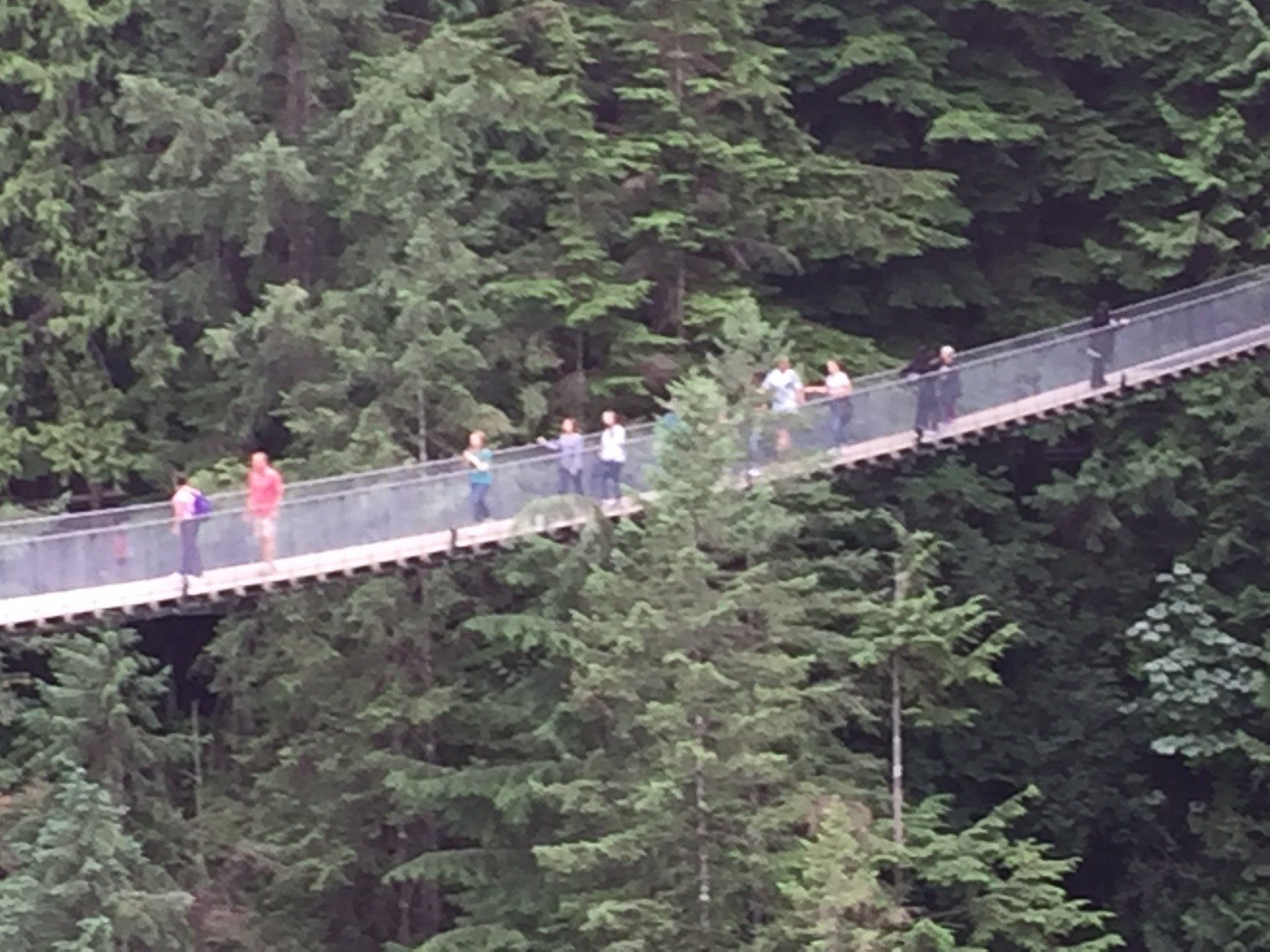 People on a suspension bridge amidst tall green trees in a forest.