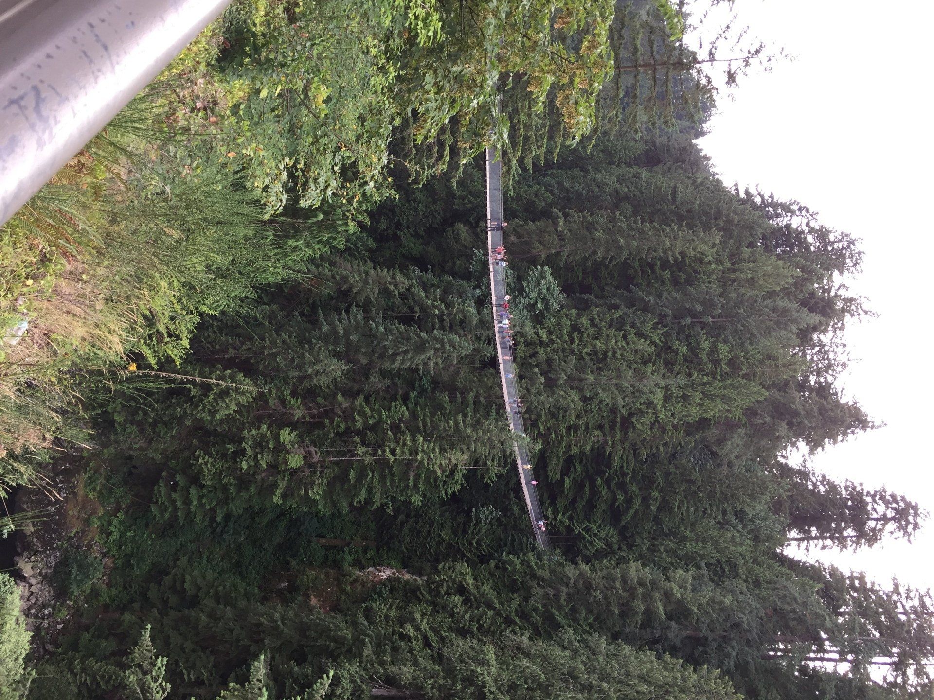 A long, narrow boat with multiple rowers on a waterway surrounded by dense green trees.