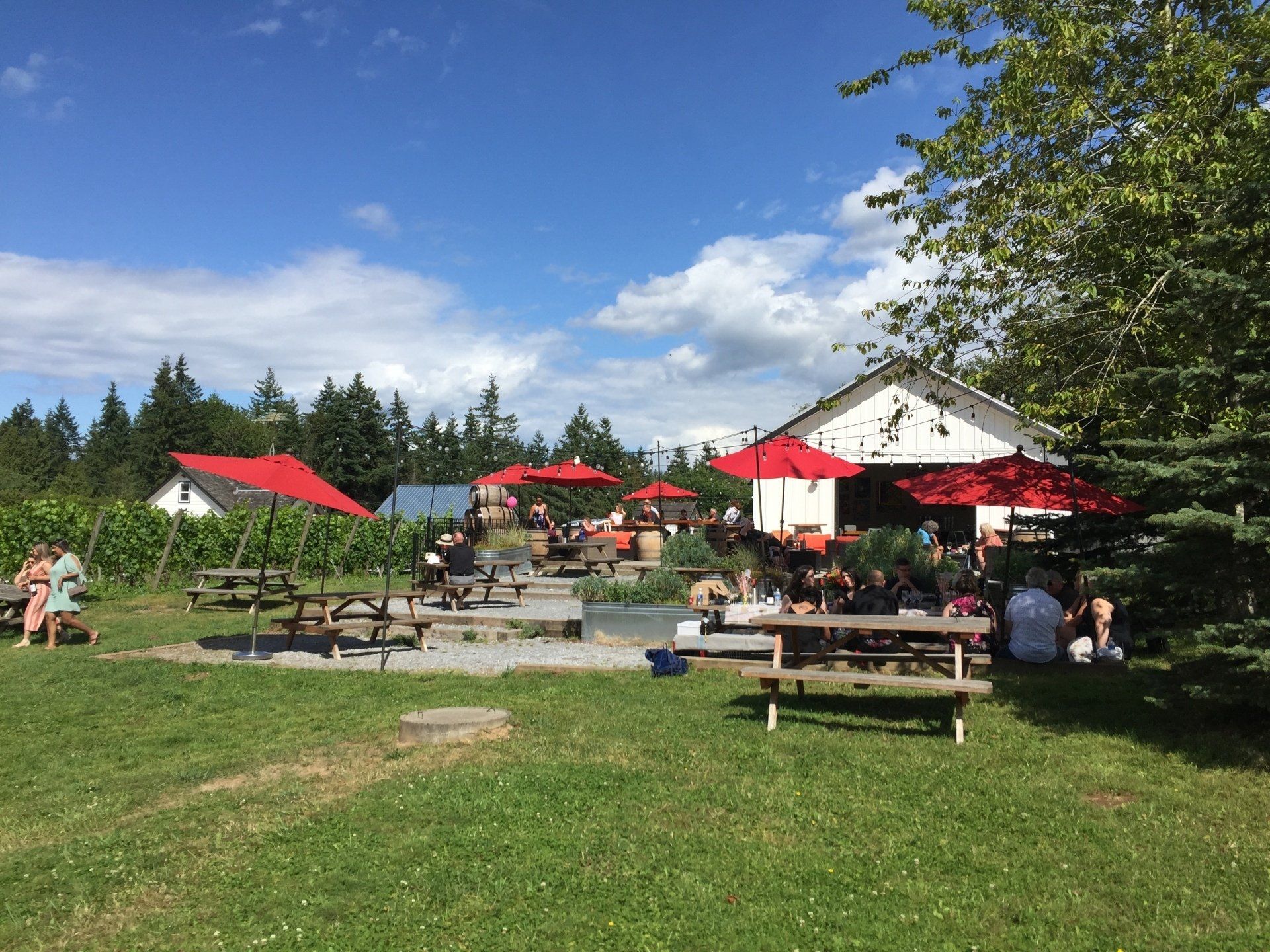 A sunny outdoor winery scene with a white barn, red umbrellas, picnic tables, and people enjoying the day.