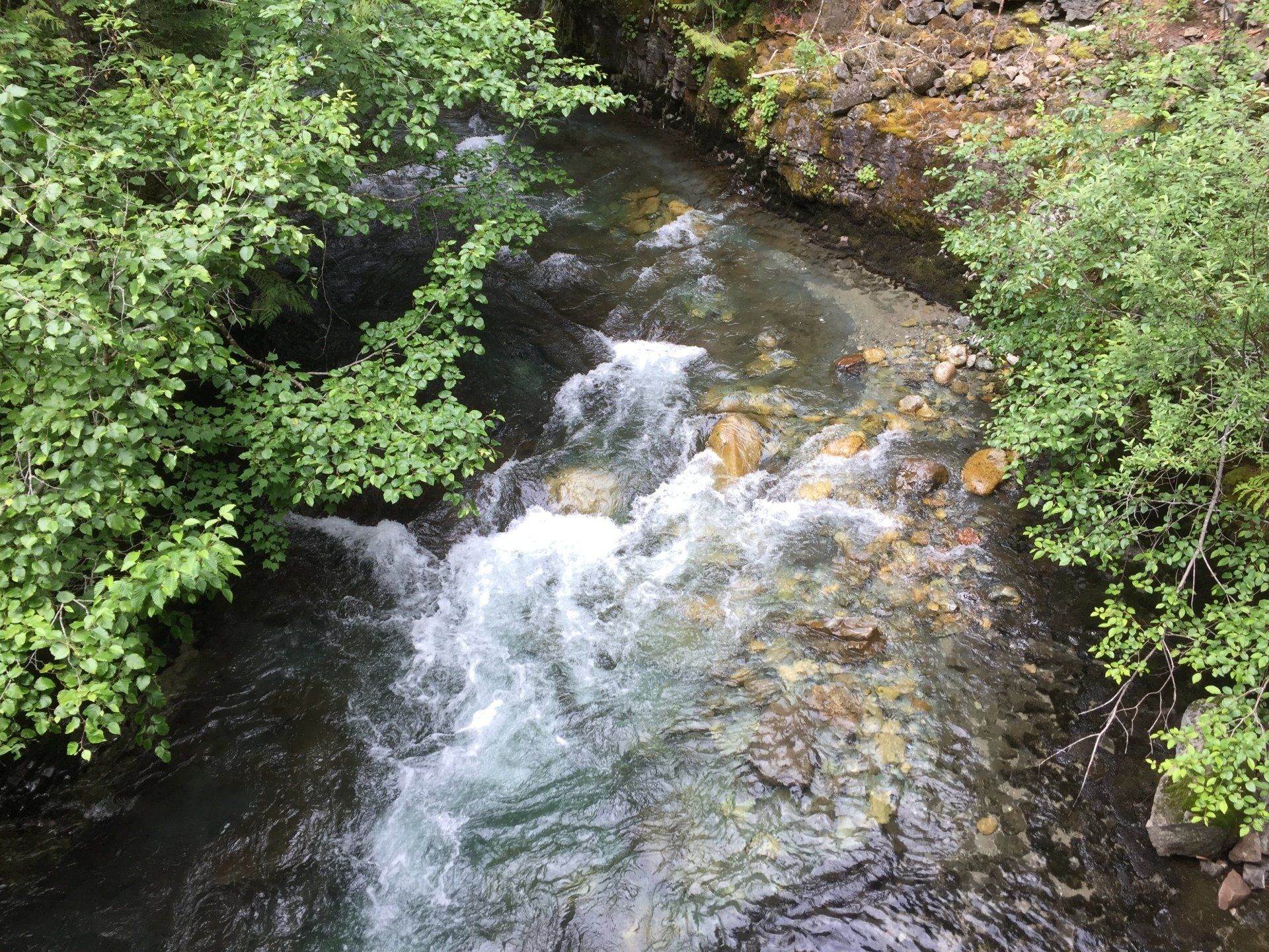 A rushing stream flows through a rocky bed, surrounded by green bushes.