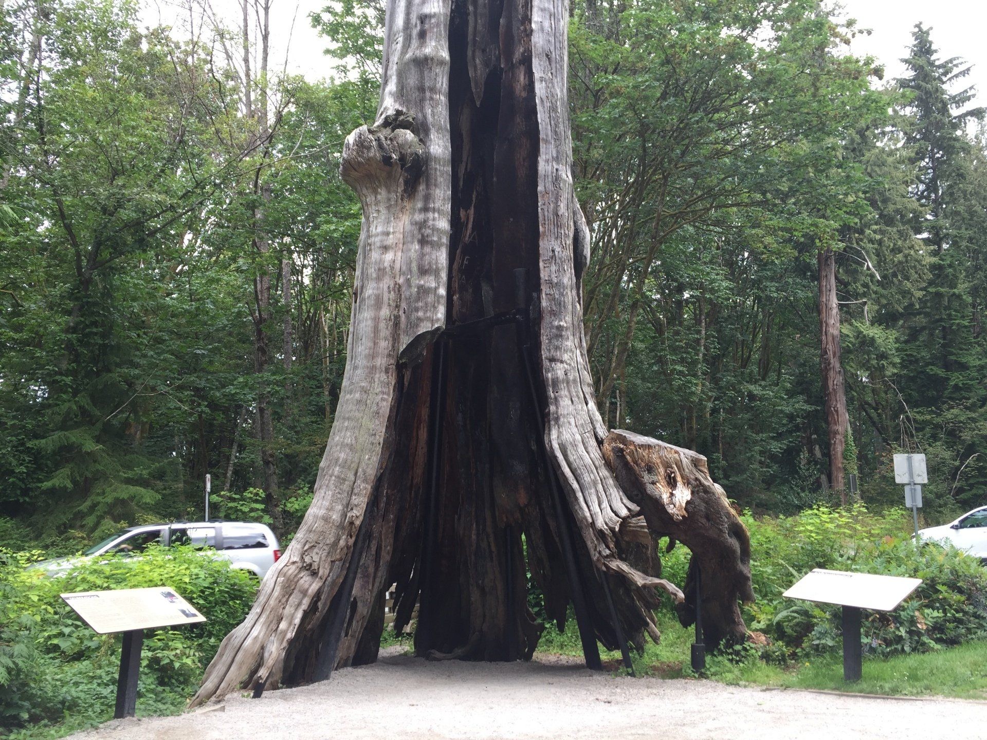 Hollowed-out tree trunk with a wide opening. Forest background, informational signs, and a road with cars.