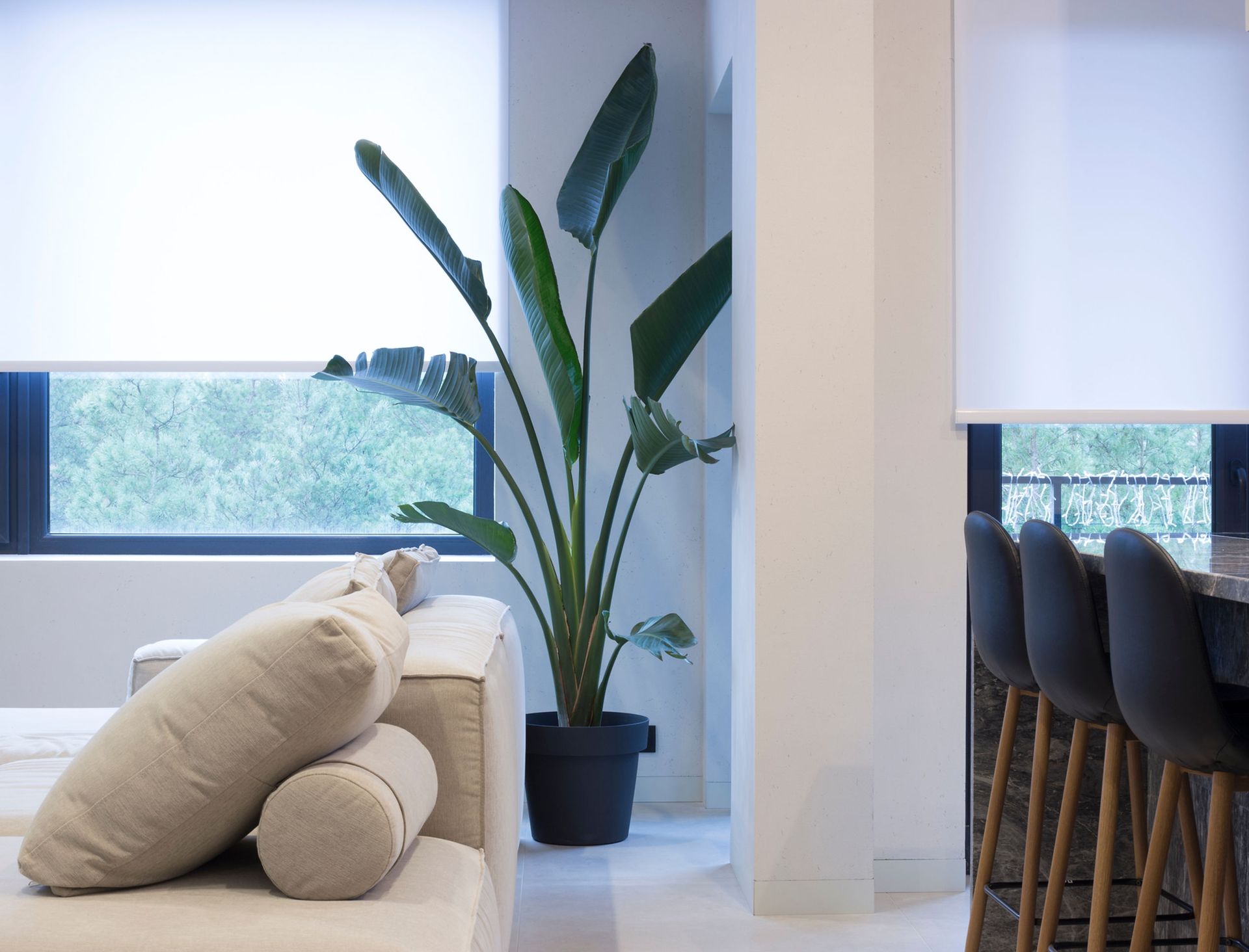 Modern living room with beige sofa, tall potted plant, and dining chairs by windows