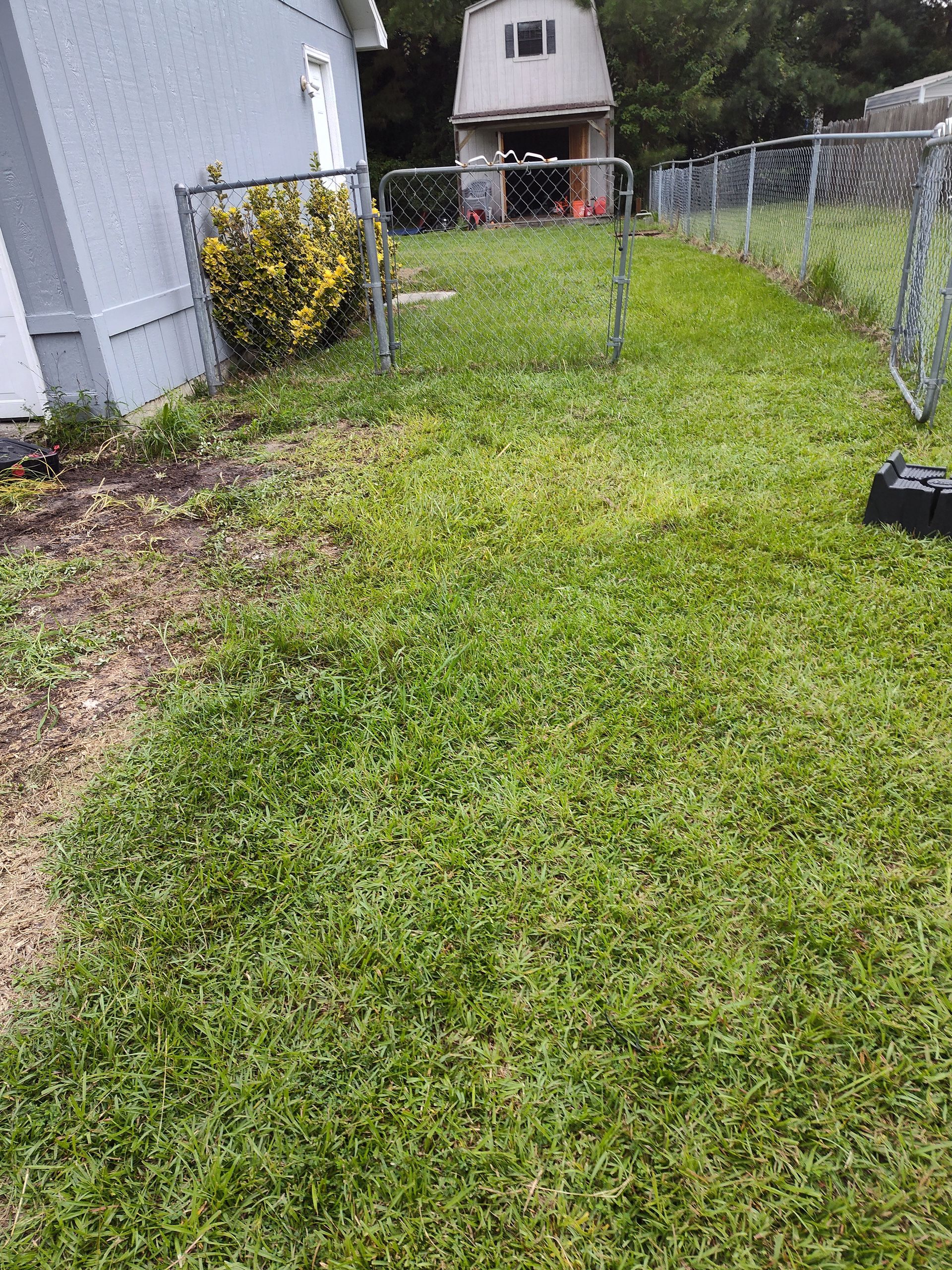 A lush green yard with a fence and a house in the background.