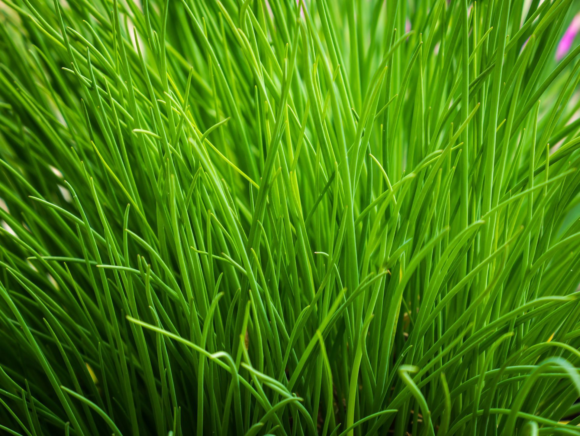 Wide Backyard — Clare, MI — County Wide Septic LLC