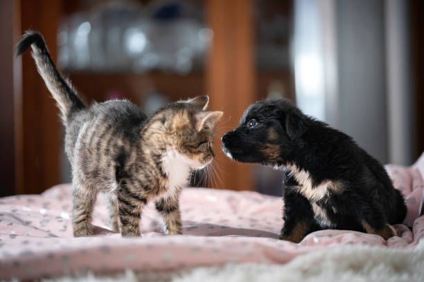 A kitten and a puppy are looking at each other on a bed.