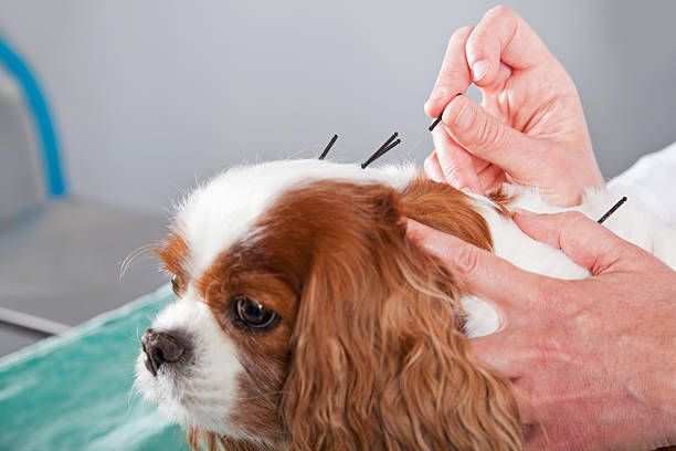 A cavalier king charles spaniel is getting acupuncture on its head.
