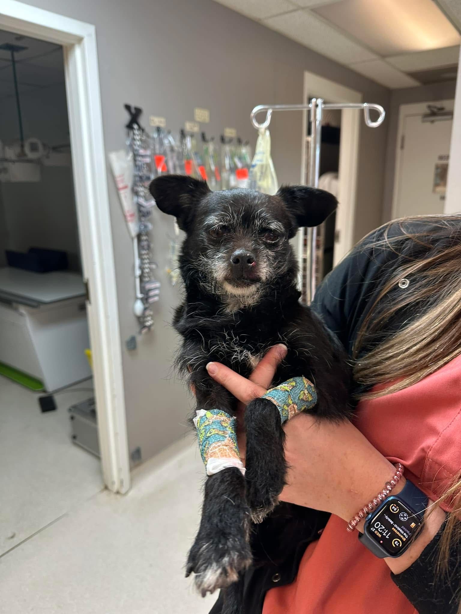 A close up of a golden retriever looking up at the sky.