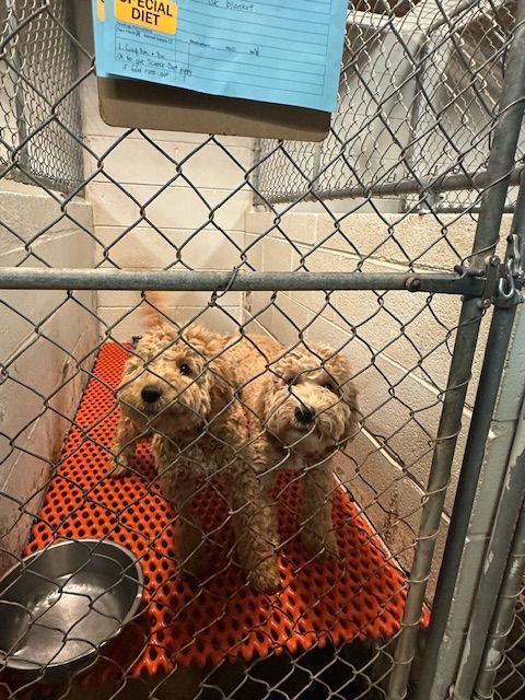 A group of people are standing around a dog in a veterinary clinic.