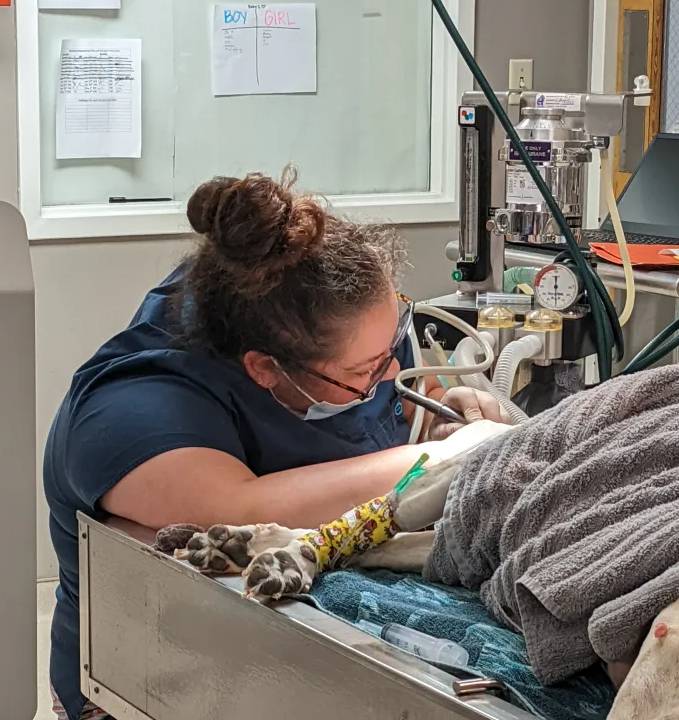 Two women are working on a dog in an operating room.