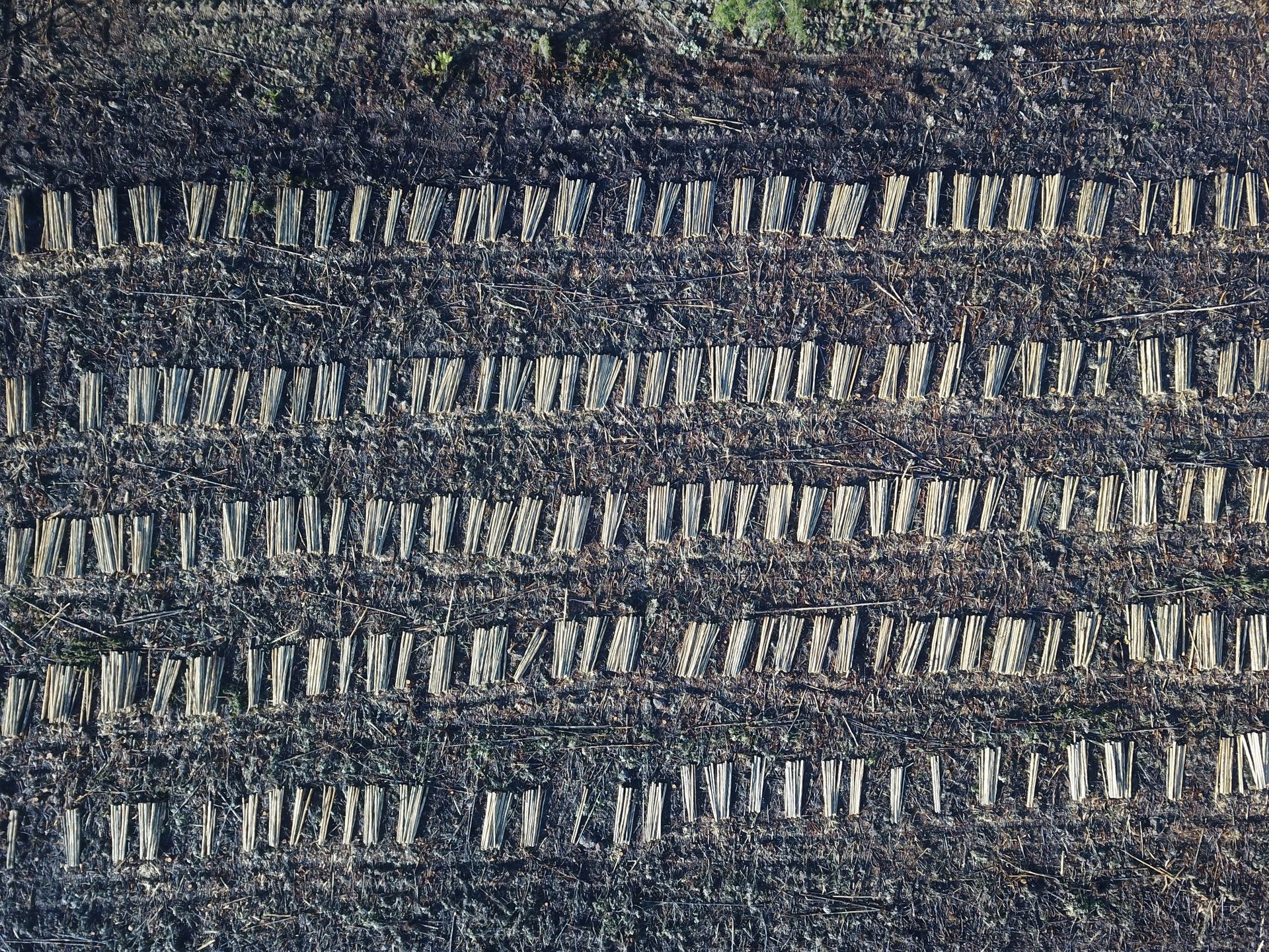 Aerial view of a harvested plantation. Rows of logs are visible against dark soil.