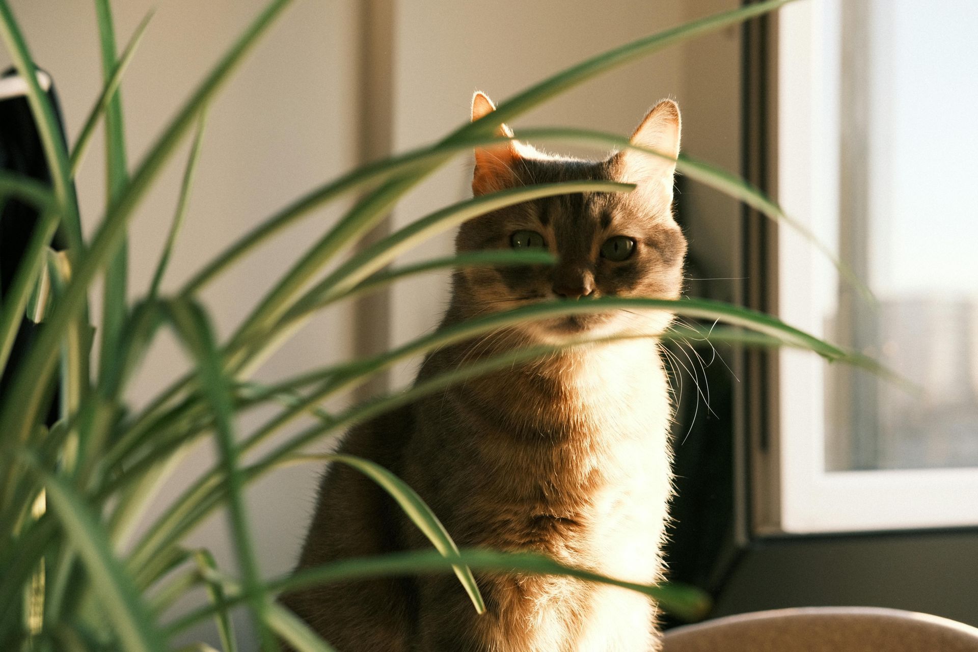 A cat is sitting in front of a window next to a plant.