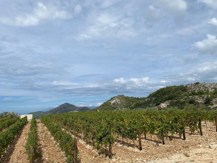 Dubrovnik Wine Tasting Tour
