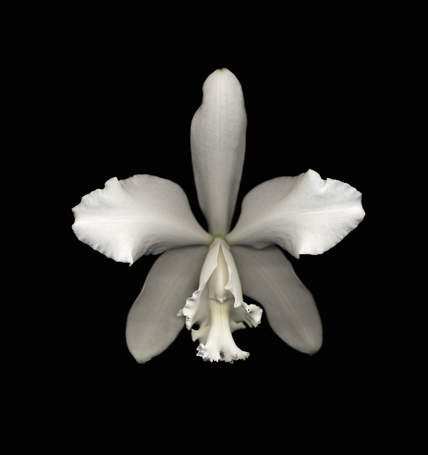 Orchidea bianca