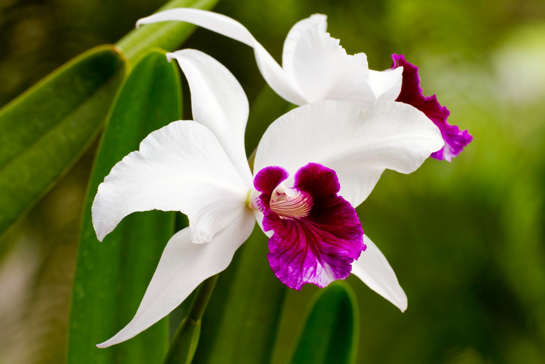 Orchidea bianca e viola