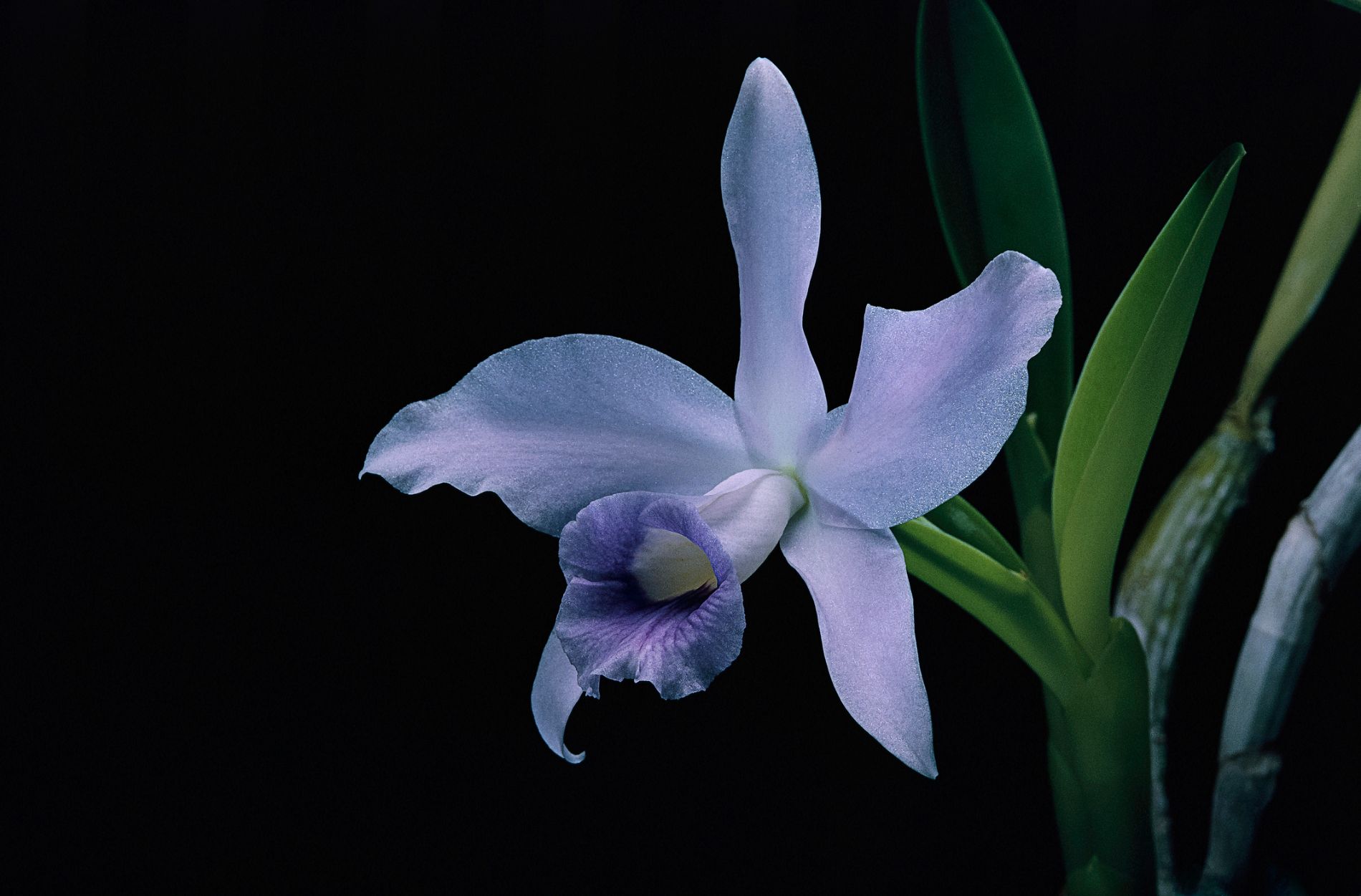 Orchidea azzurra