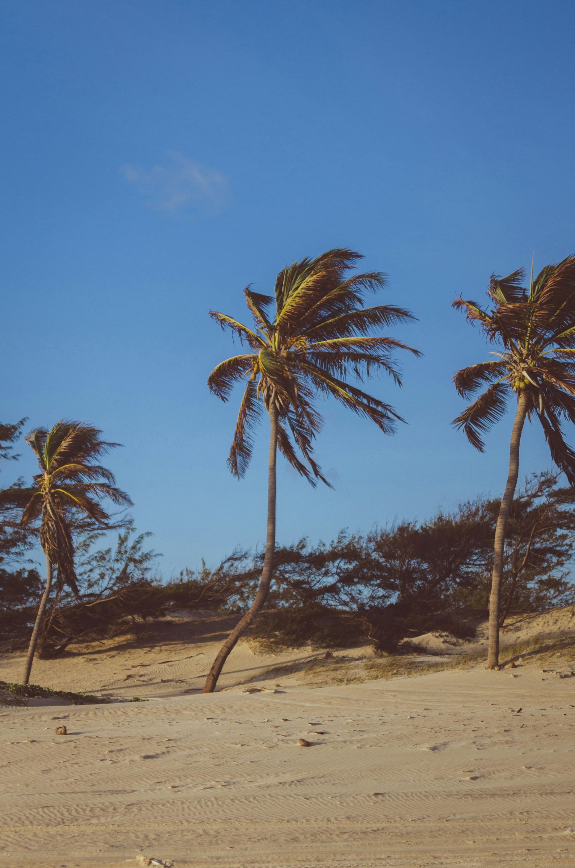 Palm trees swaying in the wind on a sandy beach under a bright blue sky.