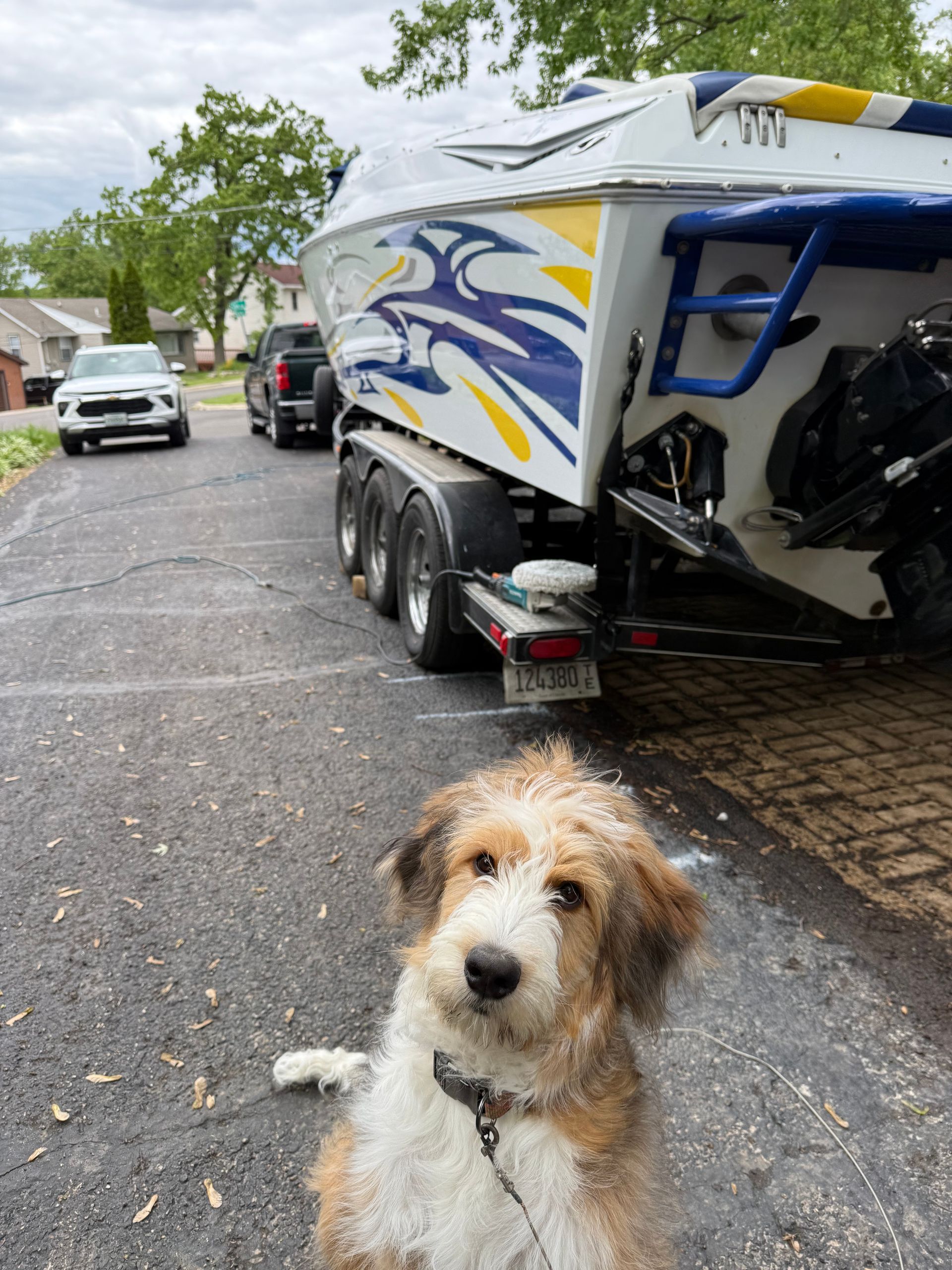Captain Coles Detailing shop dog inside Antioch IL detailing facility.