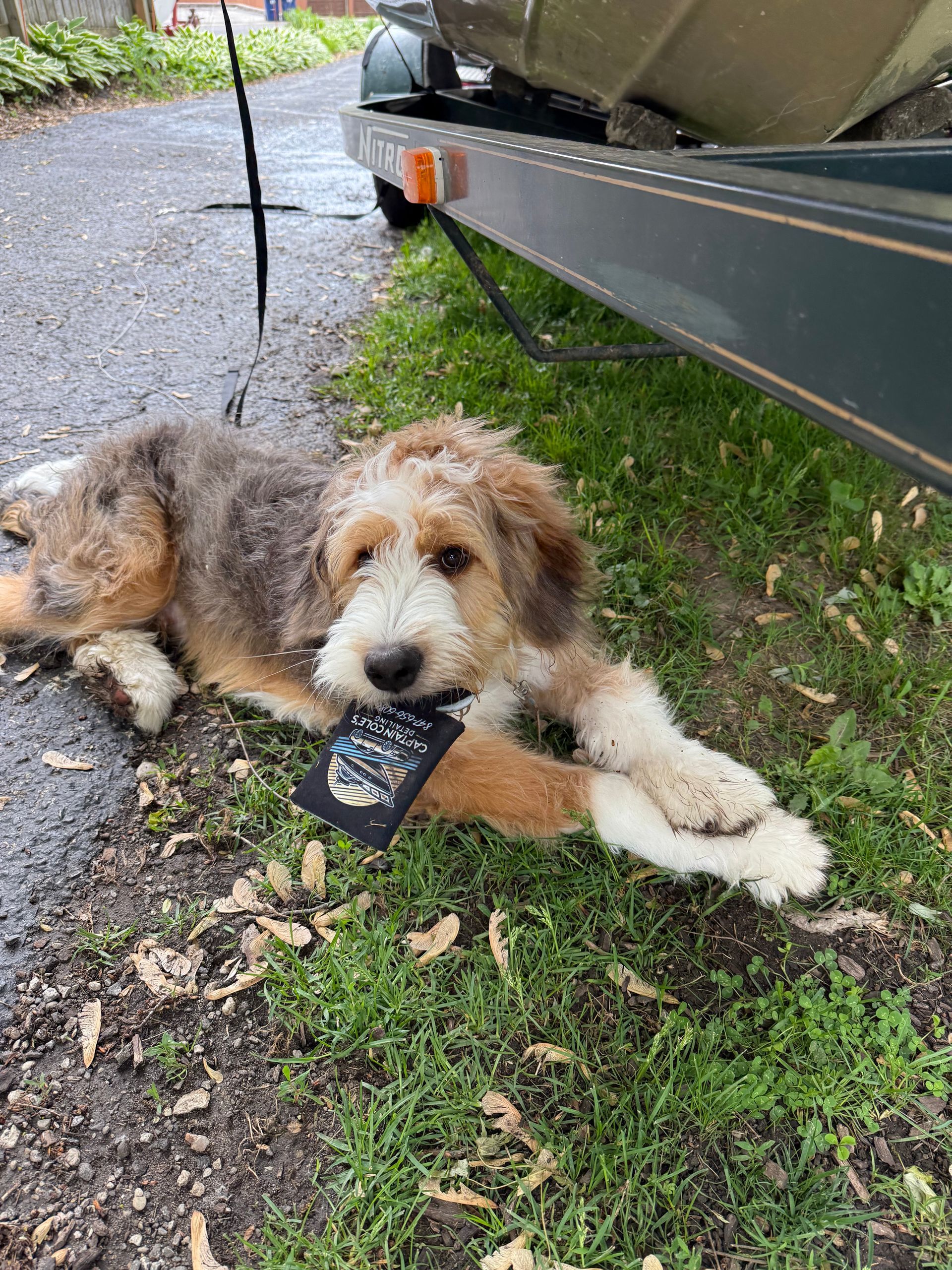 Captain Coles Detailing shop dog inside Antioch IL detailing shop.