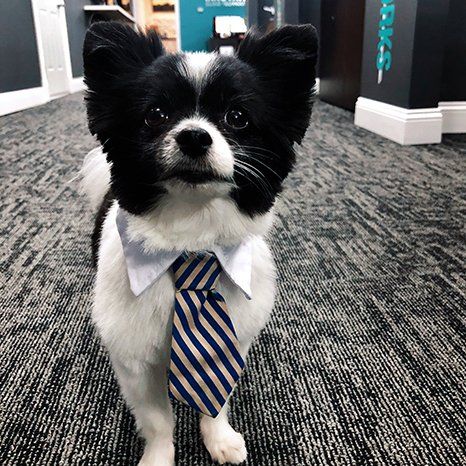 Rocky - Office Dog