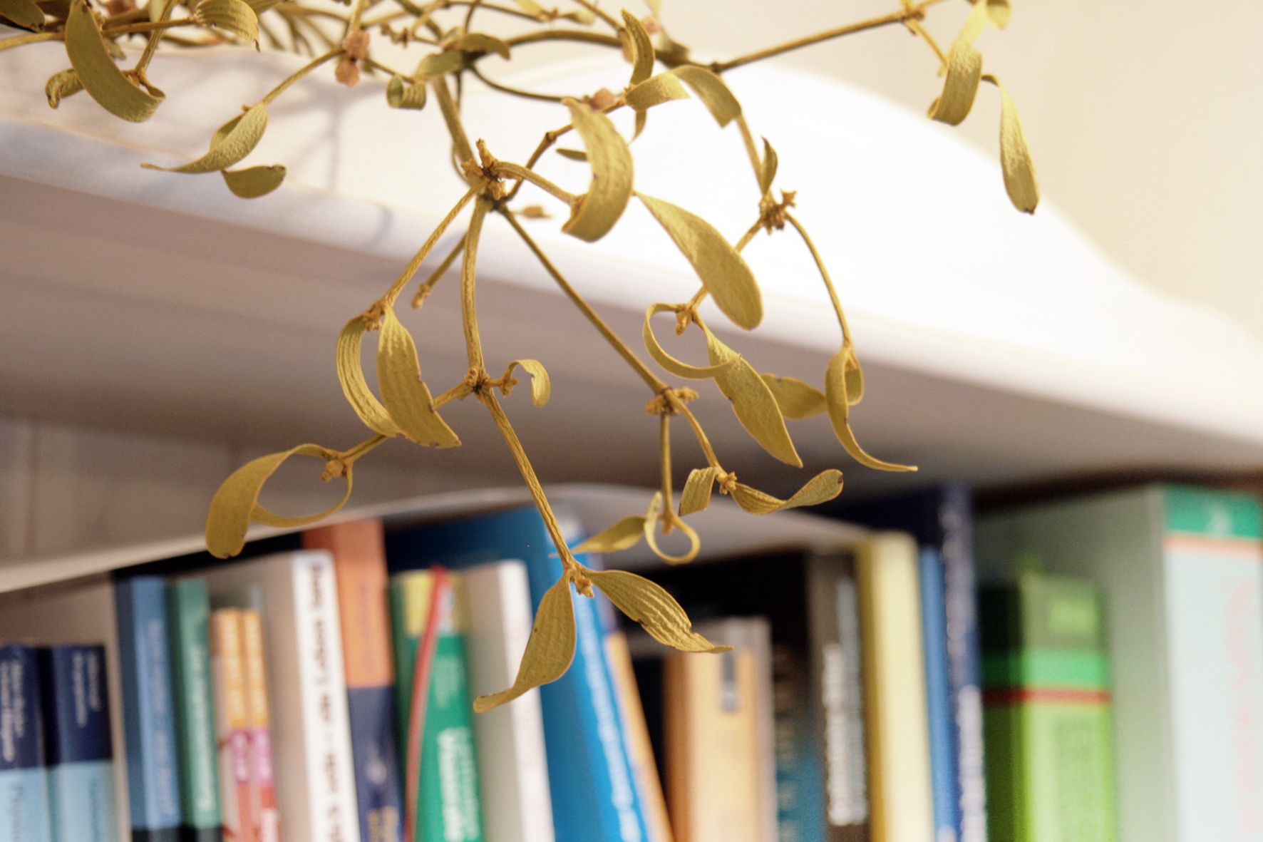 Mistelzweig in der Praxis vorm Bücherregal