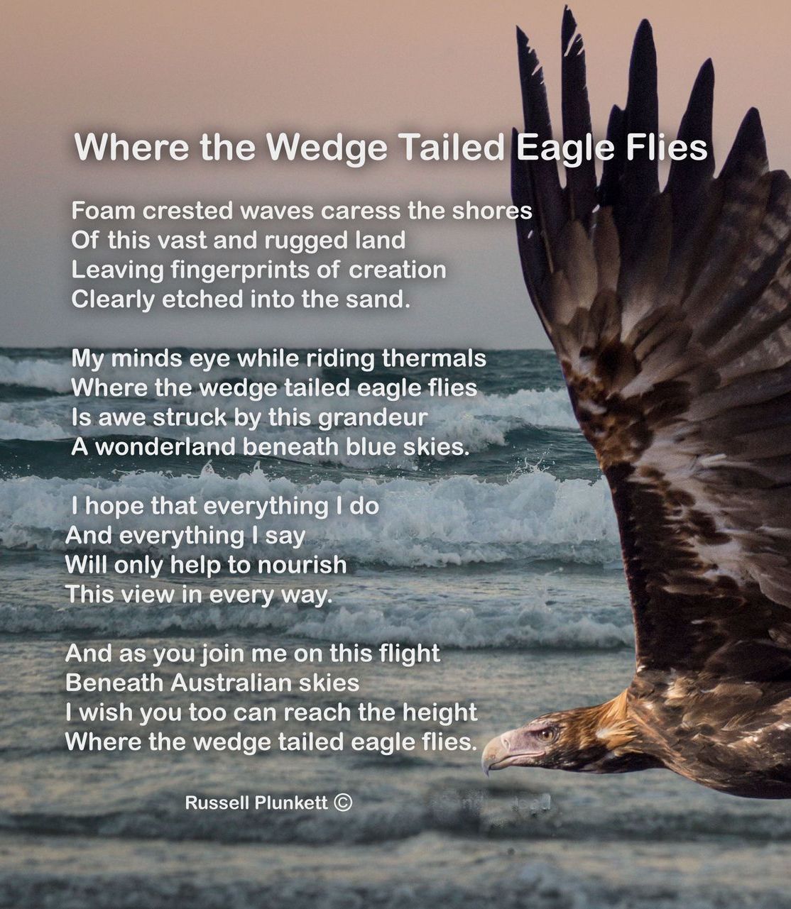WHERE_THE_WEDGE_TAILED_EAGLE_FLIES