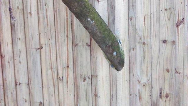 Board-on-Board Fencing