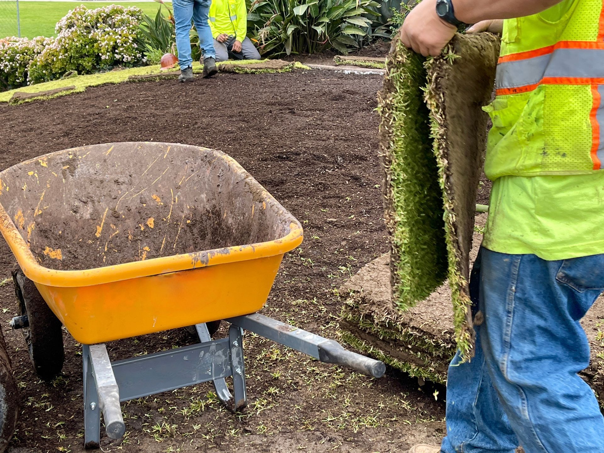 A handyman carefully replacing a section of dead grass with fresh, green sod.