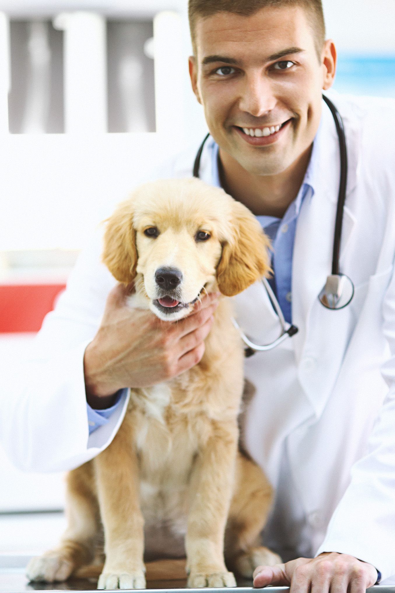 Servicios veterinarios