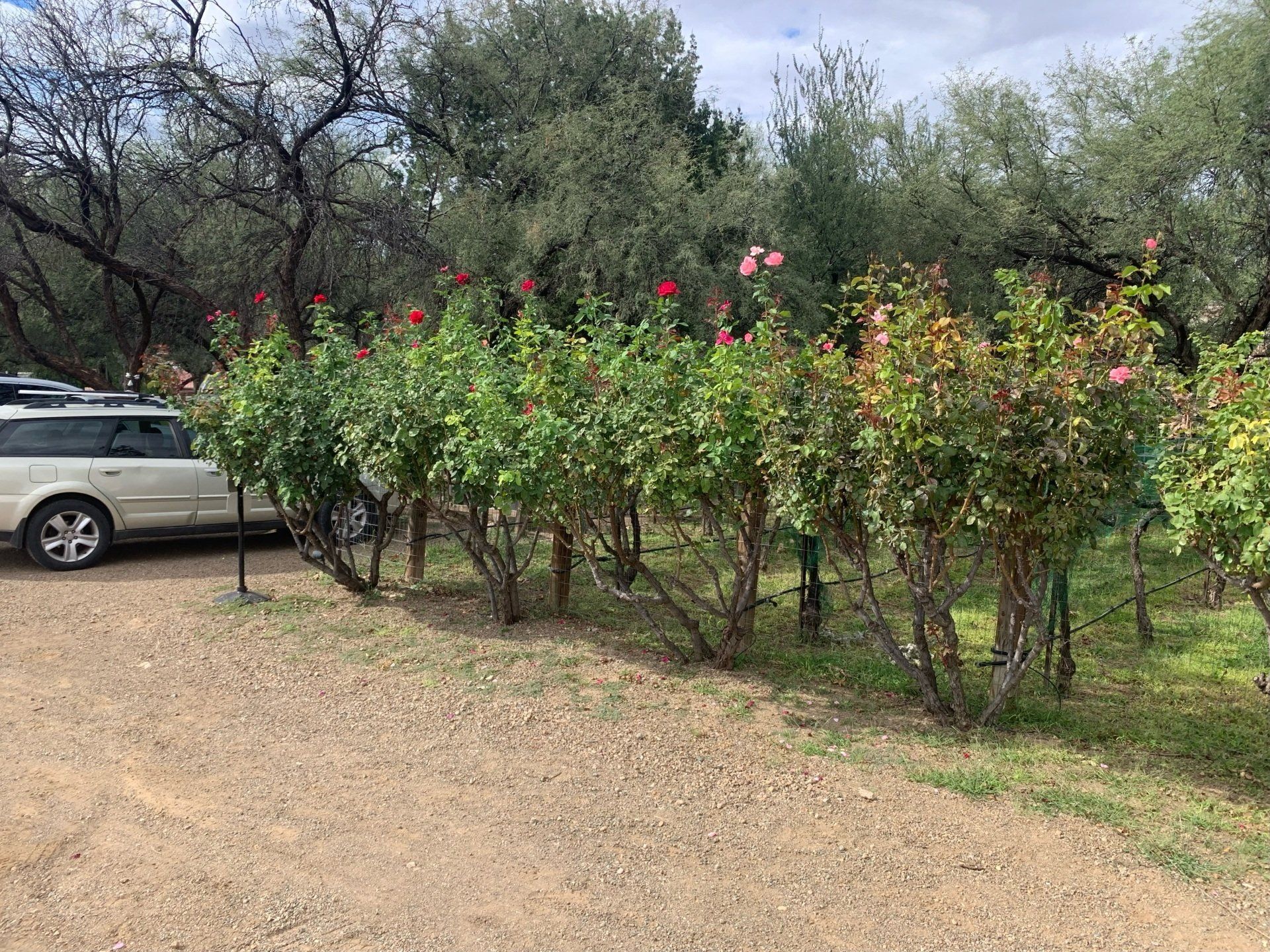A row of rose bushes with red and pink blossoms growing along a gravel path next to a parked car and trees.