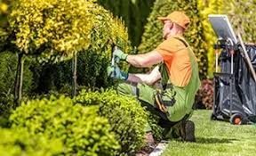 A gardener in an orange shirt and green overalls kneeling to trim a green bush in a sunny garden.