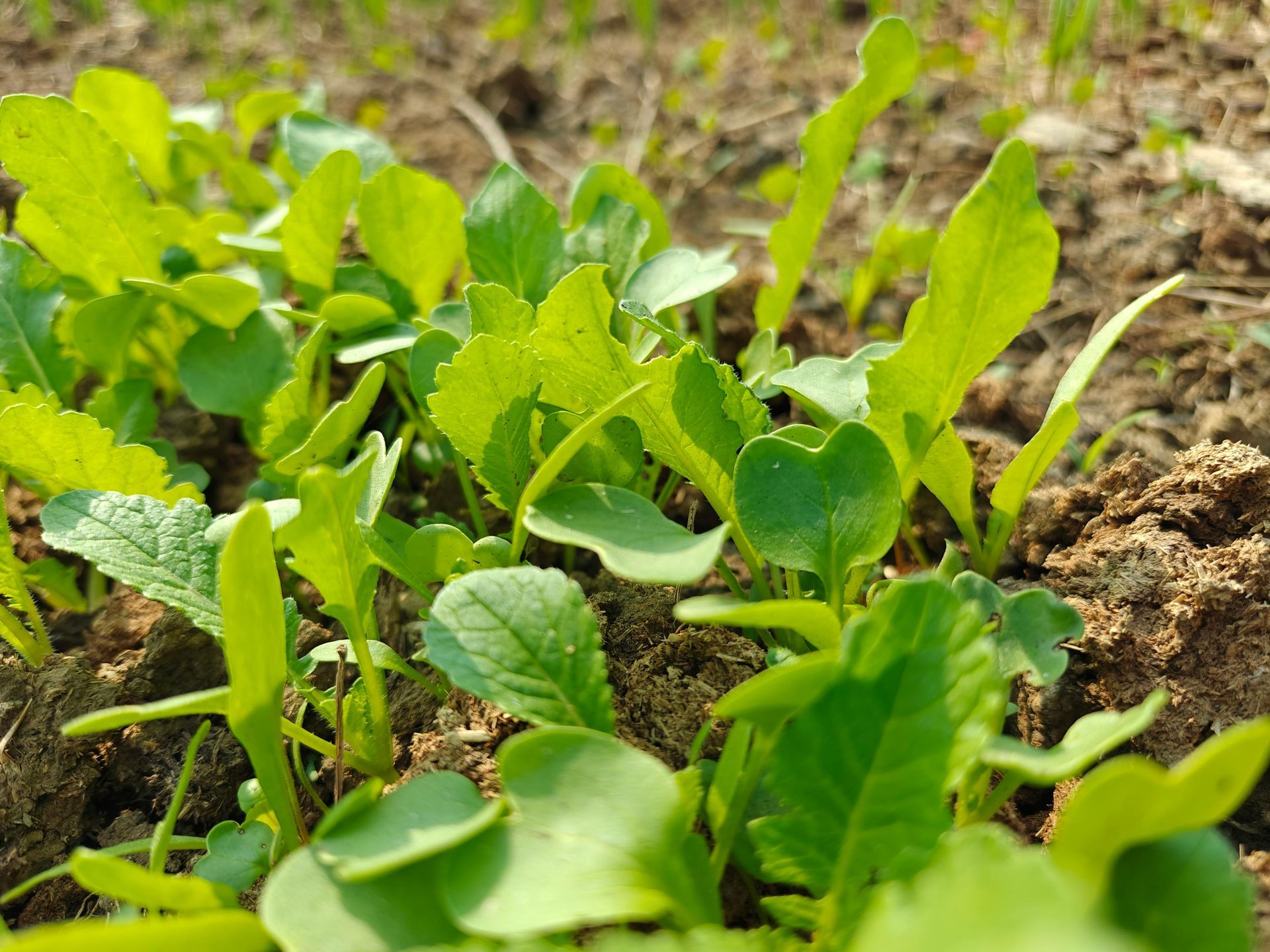 Green radish seedlings emerging from brown soil.