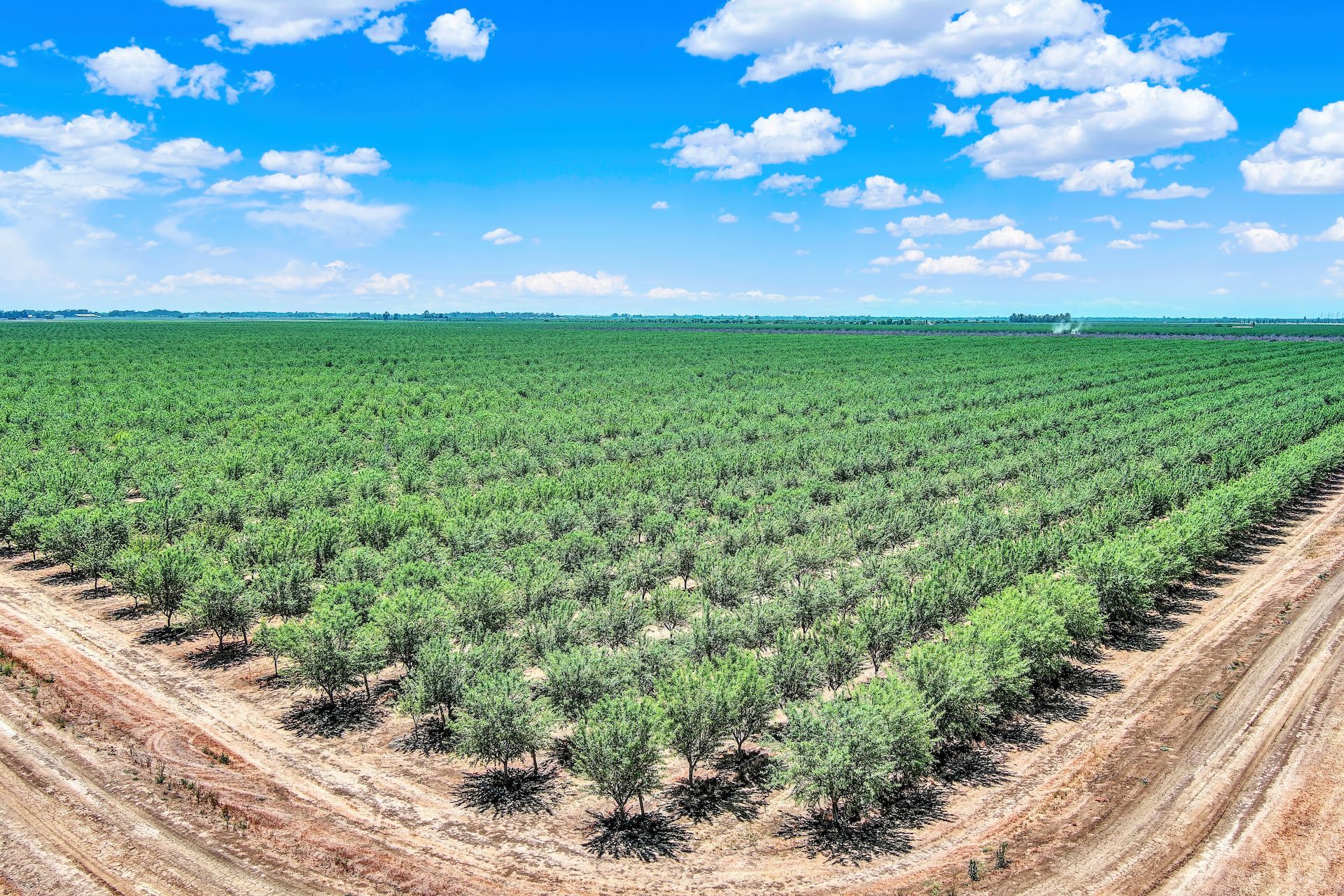A herd of cows are grazing in a grassy field next to a dirt road.