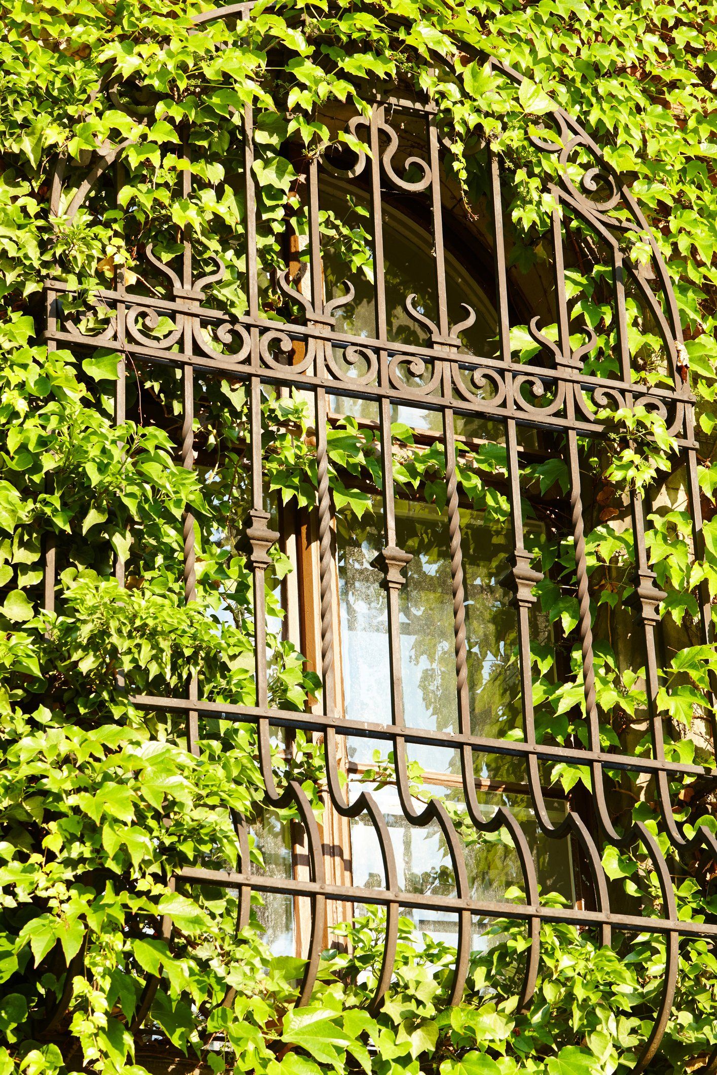 ivy on window bars security bars wrought iron safety ornamental design