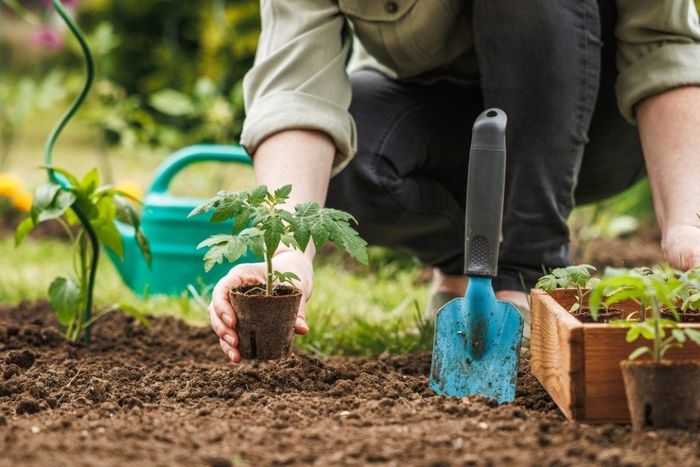 Gardener planting seedling of tomato plant in biodegradable peat pot into soil at vegetable garden. Spring sustainable gardening