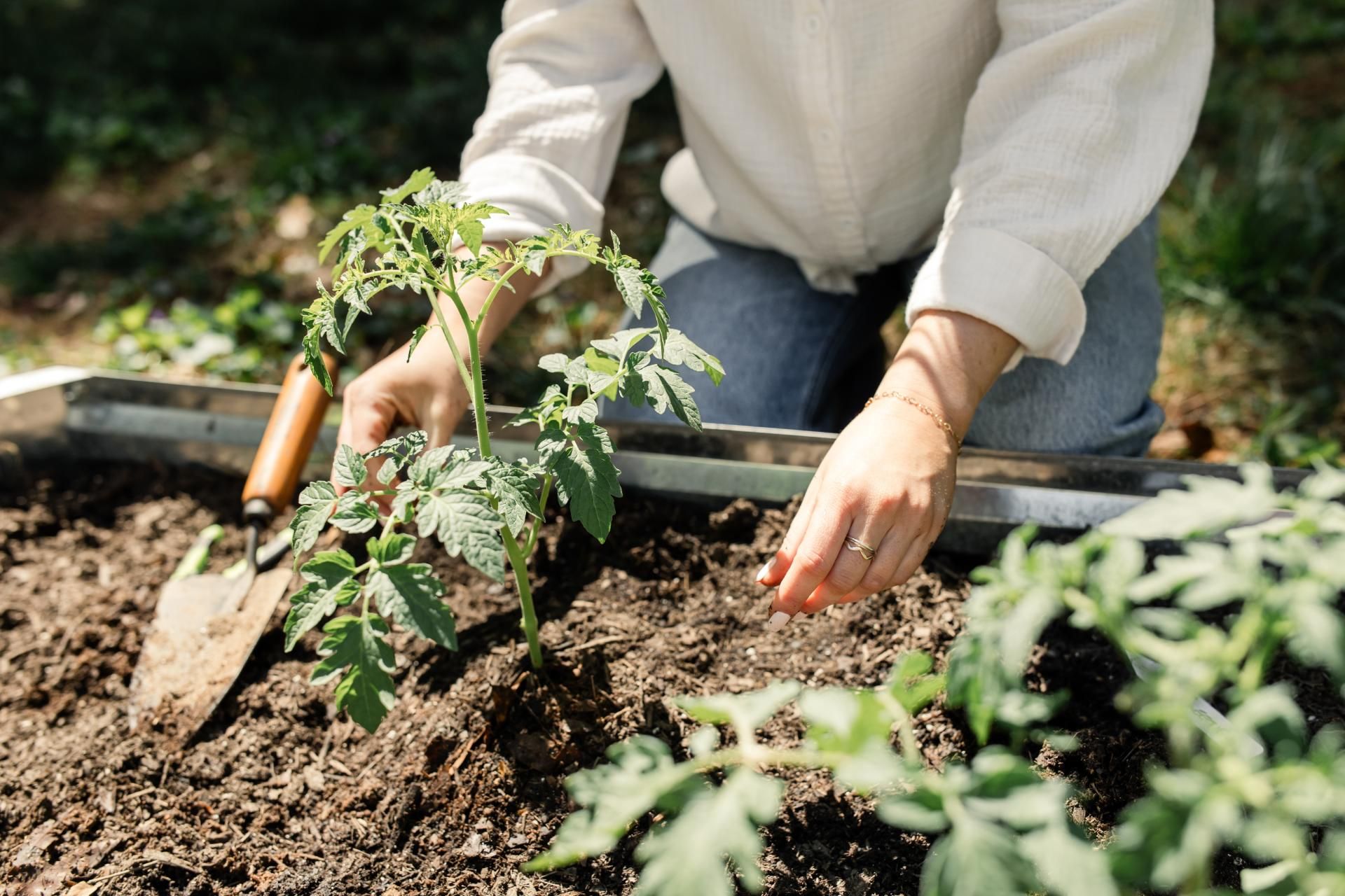 A woman is planting a tomato plant in a garden.