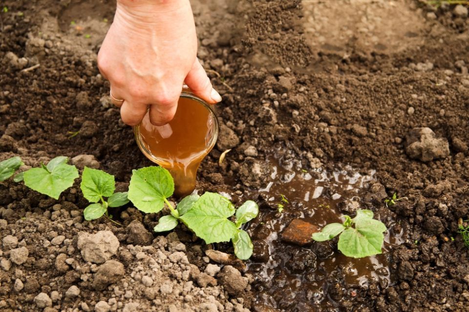 Fertilising young cucumbers. A woman applies liquid mineral fertilizer to tender vegetable shoots. She is seen watering the young plants with the nutrient solution.