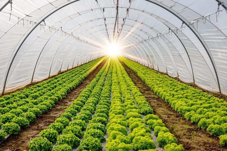 A light in the end of a tunnel. Green Lettuce leaves in vegetable field. Gardening background with green Salad plants in greenhouse.